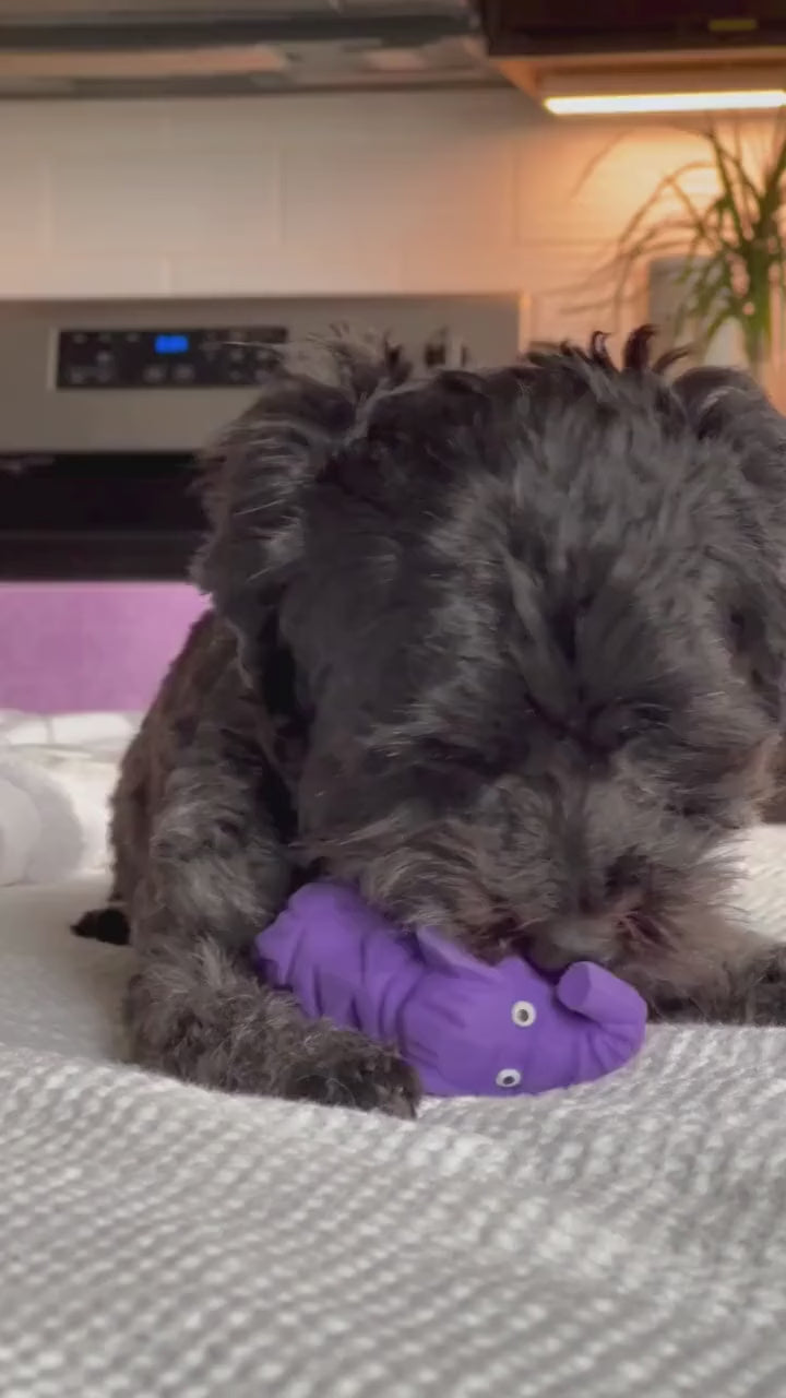 Best Pet Toys for Dogs
