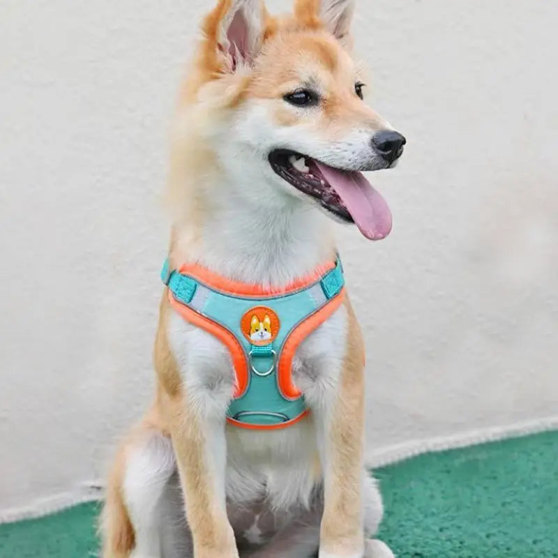 Dog wearing Paw Care USA reflective dog and cat vest with leash in teal and orange colors
