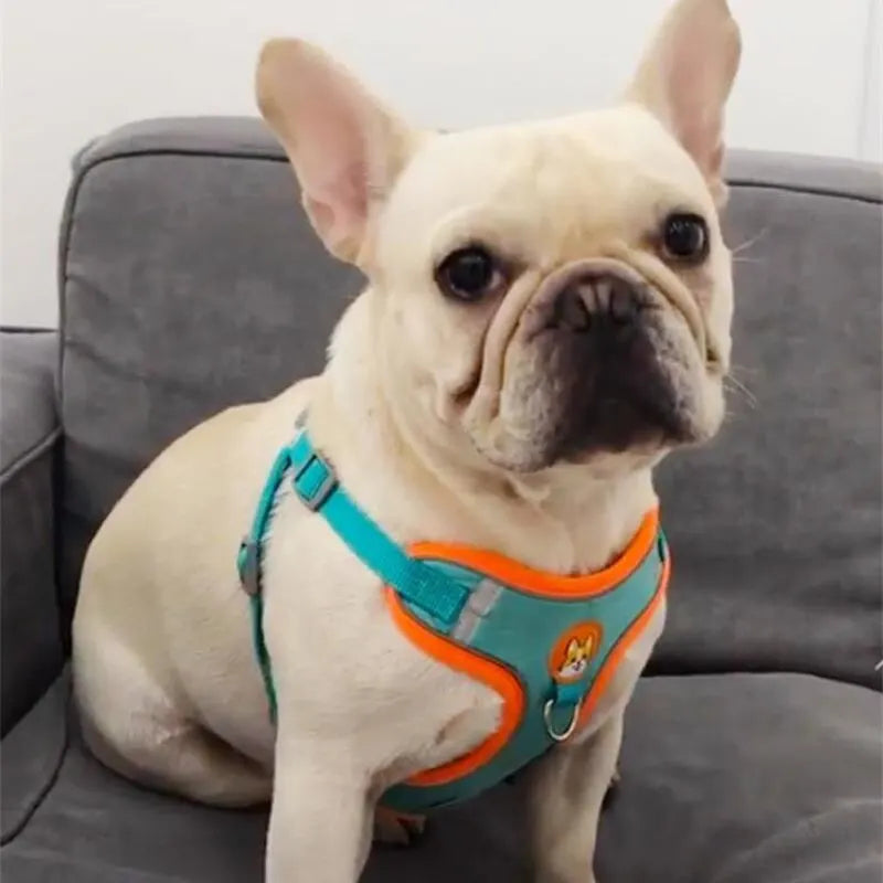 Small dog wearing a reflective dog and cat vest with leash in teal and orange sitting on couch