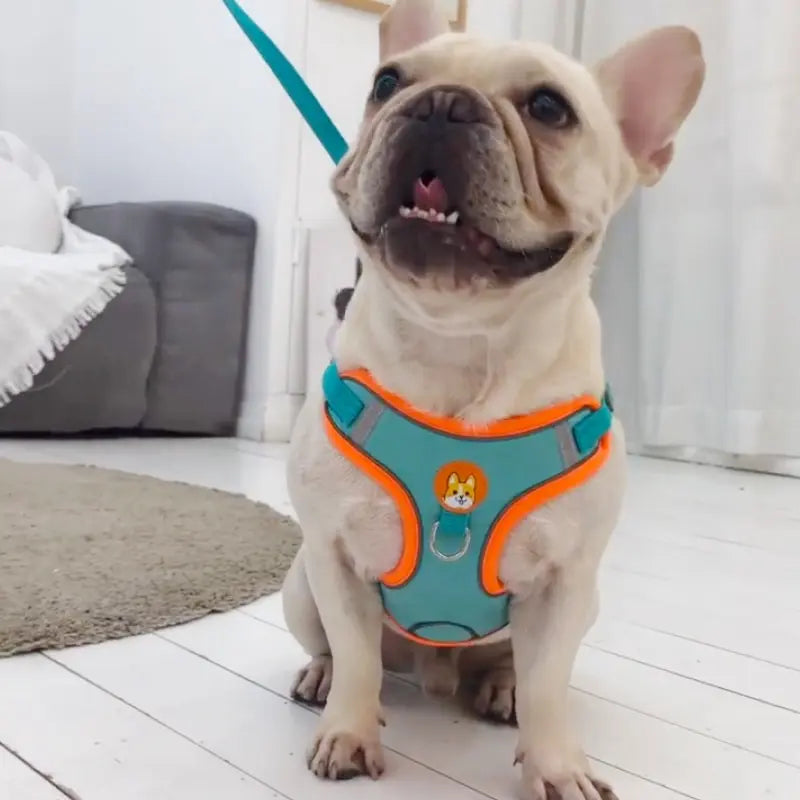 Small dog wearing a blue and orange reflective dog and cat vest with leash sitting on white floor
