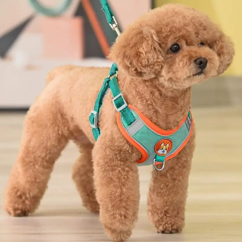 Small dog wearing a reflective dog and cat vest with leash in teal and orange colors indoors
