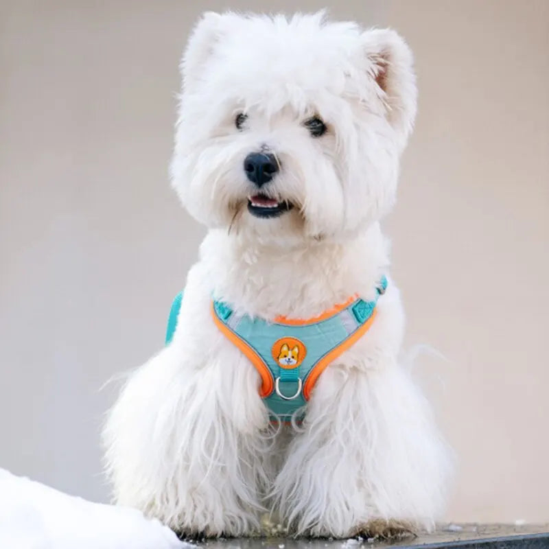 White fluffy dog wearing a blue and orange reflective dog and cat vest with leash by Paw Care USA